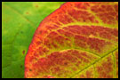 Leaf Abstraction, Best of 2004, Norway