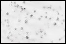 Stars In Snow, Best of 2004, Norway