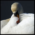 Shy Personality Of Swan, Best of 2005, Norway