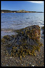 Bergekilen And Brown Algae, Best of 2005, Norway
