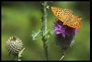 Butterfly On A Flower, Best of 2005, Norway