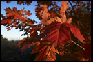 Autumn, Best of 2005, Norway