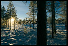 Sunset And Trees, Best of 2007, Norway