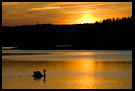 Swan And Sunset On Goksjø, Best of 2007, Norway