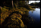 Whortleberry Growth In Sunset, Fjorda In Autumn, Norway
