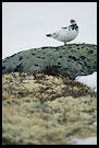 Ptarmigan (Lagopus muta), Hemsedal In Winter, Norway
