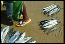 Photos in category Sierra Leone - People And Nature