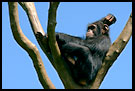 Chimpanzee Relaxing, People And Nature, Sierra Leone