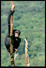 Chimpanzee On A Tree, People And Nature, Sierra Leone
