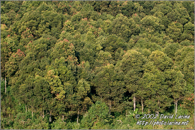 trees - Kerinci, Indonesia