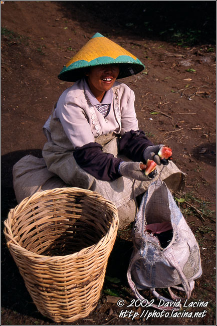 tea plantation worker - Kerinci, Indonesia