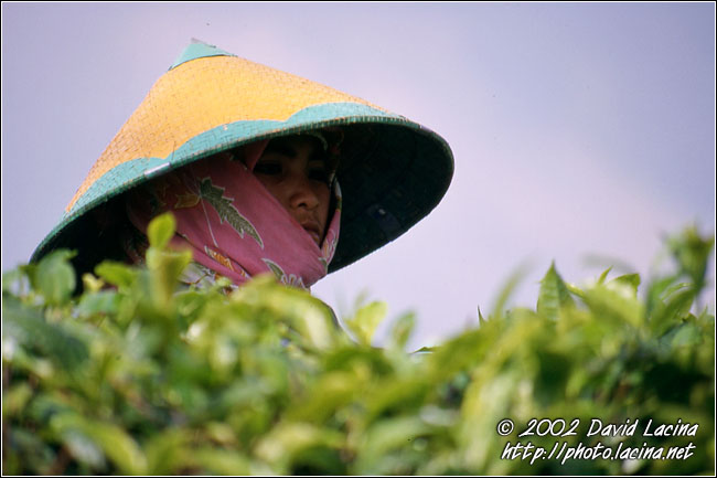 tea plantation worker - Kerinci, Indonesia