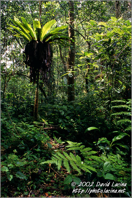 kerinci jungle - Kerinci, Indonesia