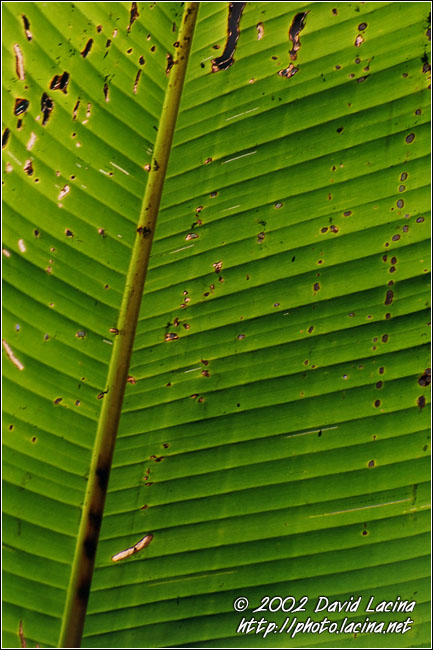 leaf abstraction - Kerinci, Indonesia