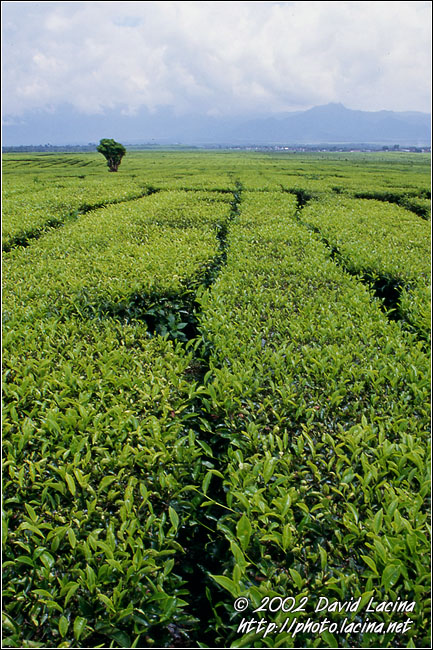 tea plantation - Kerinci, Indonesia