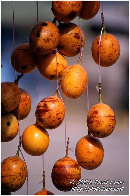 passion fruits - Kerinci, Indonesia