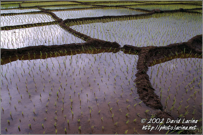 rice field (sunset) - Kerinci, Indonesia