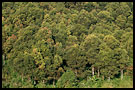 trees, Kerinci, Indonesia