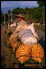 comming back from field, Kerinci, Indonesia