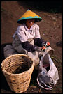 tea plantation worker, Kerinci, Indonesia