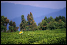 try to find HIM :), Kerinci, Indonesia