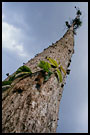 to the clouds.., Kerinci, Indonesia