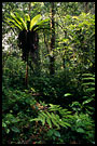 kerinci jungle, Kerinci, Indonesia