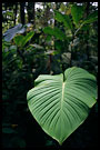 kerinci jungle, Kerinci, Indonesia