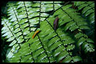 in the jungle, Kerinci, Indonesia