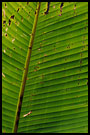 leaf abstraction, Kerinci, Indonesia