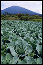 mt. kerinci, Kerinci, Indonesia