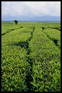 tea plantation, Kerinci, Indonesia