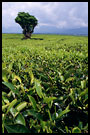 tea plantation, Kerinci, Indonesia