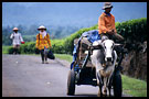 comming back from field, Kerinci, Indonesia