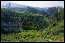 kerinci countryside, Kerinci, Indonesia