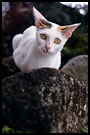 the cat, Kerinci, Indonesia