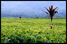 tea plantation, Kerinci, Indonesia