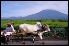 local means of transport, Kerinci, Indonesia