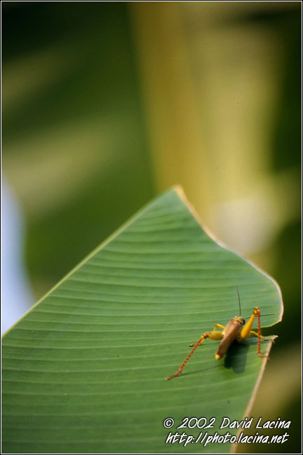 Grass-hopper - Lake Maninjau, Indonesia