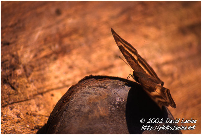butterfly (on my shoe) - Lake Maninjau, Indonesia