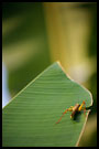 grass-hopper, Lake Maninjau, Indonesia