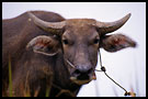 bull - the symbol of minangkabau, Lake Maninjau, Indonesia