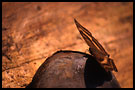 butterfly (on my shoe), Lake Maninjau, Indonesia