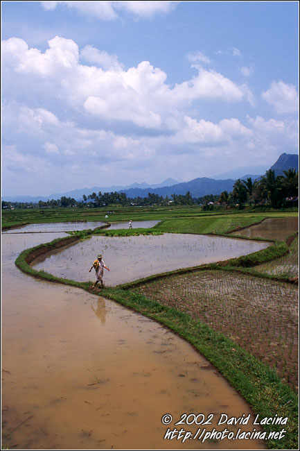 rice field - Minangkabau, Indonesia
