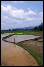 rice field, Minangkabau, Indonesia
