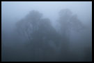 Foggy Morning, Ngorongoro Crater, Tanzania