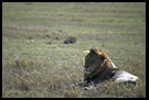 Lion During Rest, Ngorongoro Crater, Tanzania