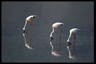 Trio, Ngorongoro Crater, Tanzania