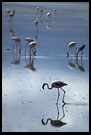 Flamingo's Paradise, Ngorongoro Crater, Tanzania