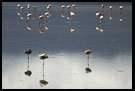 Flamingos In Ngorongoro, Ngorongoro Crater, Tanzania